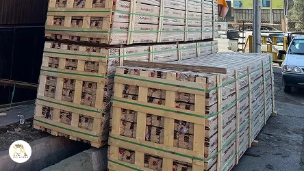 لمبه وارداتی, لمبه خارجی, پانل چوبی وارداتی, پنل چوبی دکوراتیو, پروفیل چوبی خارجی, چوب نما وارداتی, لمبه ترمووود, لمبه سدر قرمز, لمبه کاج فنلاندی, لمبه لارچ سیبری, لمبه نراد روسی, چوب نما خارجی, نمای چوبی وارداتی, لمبه چوبی دیواری, لمبه سقفی وارداتی, لمبه پیش‌ساخته, لمبه چوبی تزئینی, پروفیل لمبه وارداتی, لمبه دیواری لوکس, لمبه نمای ویلا, چوب ترمو خارجی, چوب مقاوم نما, تایل چوبی وارداتی, چوب خشک صنعتی, پروفیل چوب ضد UV, لمبه ضد قارچ, قیمت لمبه وارداتی, مزایای لمبه خارجی, مقایسه لمبه داخلی و خارجی, واردات لمبه از آلمان, واردات چوب فنلاند, لمبه مخصوص رستوران, لمبه مخصوص هتل
